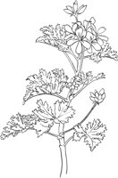 CGA50732.TIF