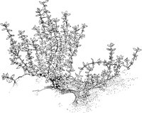 CGA50730.TIF
