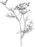 CGA50729.TIF