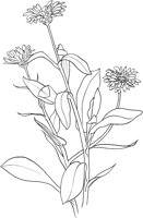 CGA50726.TIF