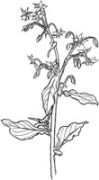 CGA50725.TIF