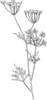 CGA50724.TIF