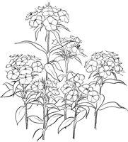 CGA50721.TIF
