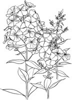 CGA50715.TIF