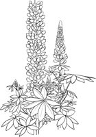 CGA50706.TIF