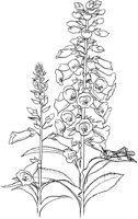 CGA50702.TIF