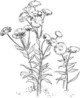 CGA50701.TIF