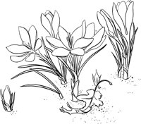 CGA50697.TIF