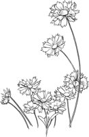 CGA50690.TIF