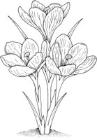 CGA50684.TIF