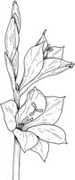 CGA50668.TIF