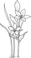 CGA50667.TIF