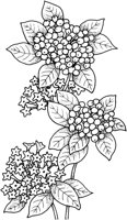 CGA50663.TIF