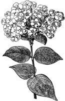 CGA50616.TIF
