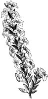 CGA50611.TIF