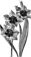 CGA50607.TIF