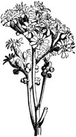 CGA50606.TIF