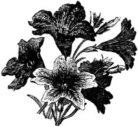 CGA50605.TIF
