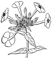CGA50604.TIF