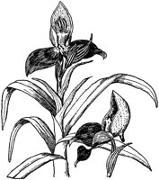 CGA50603.TIF