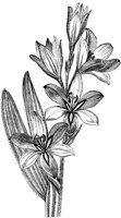 CGA50601.TIF