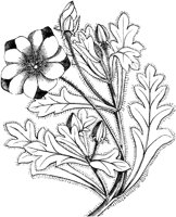 CGA50599.TIF