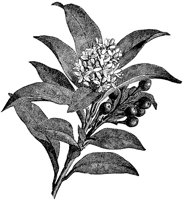 CGA50598.TIF