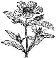 CGA50597.TIF