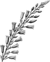 CGA50595.TIF