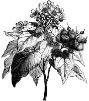 CGA50593.TIF