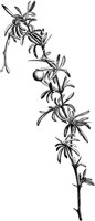 CGA50590.TIF