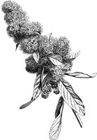 CGA50589.TIF