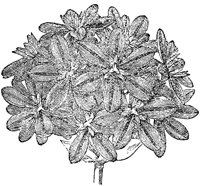 CGA50585.TIF