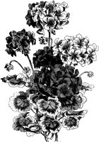 CGA50583.TIF
