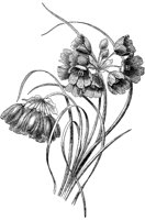CGA50581.TIF