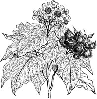 CGA50579.TIF