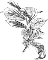 CGA50577.TIF