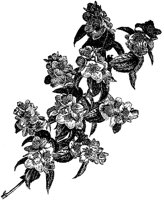 CGA50576.TIF