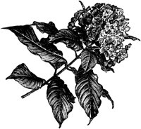 CGA50572.TIF