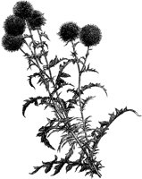 CGA50567.TIF