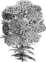 CGA50560.TIF