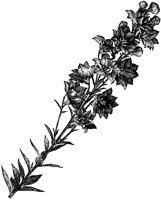 CGA50559.TIF