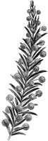 CGA50558.TIF