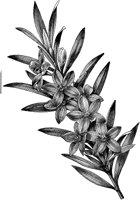 CGA50557.TIF