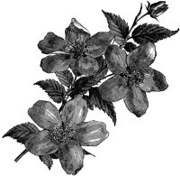 CGA50556.TIF