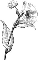 CGA50554.TIF