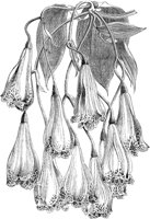 CGA50552.TIF