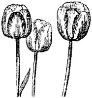 CGA50551.TIF
