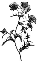 CGA50550.TIF
