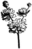 CGA50549.TIF